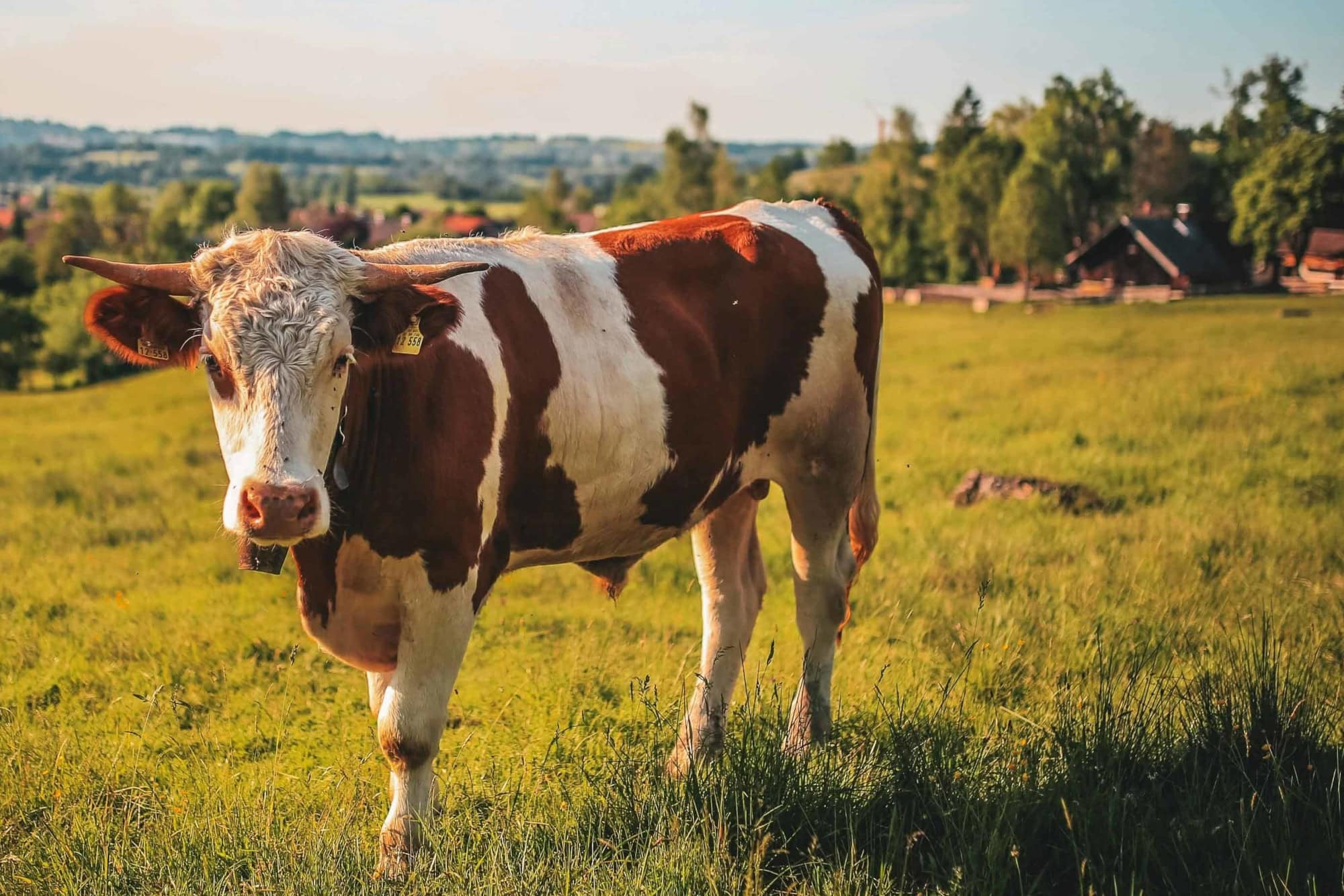 Cow